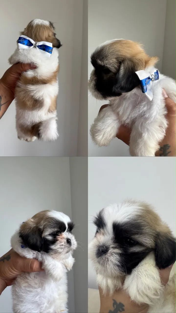 SHITHUZ mini