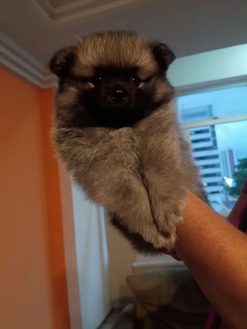 Spitz alemão lulu da Pomerânia  - Foto 3