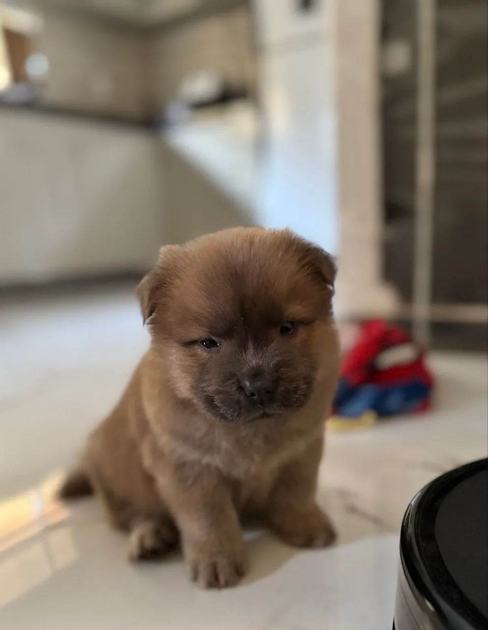 Filhotes de chow chow  - Foto 4