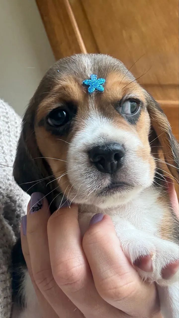 Beagle - Foto 5