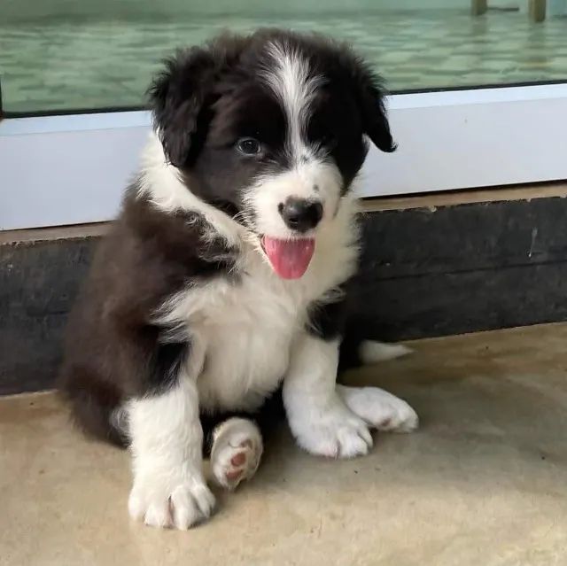 Border collie lindo e saudavel 