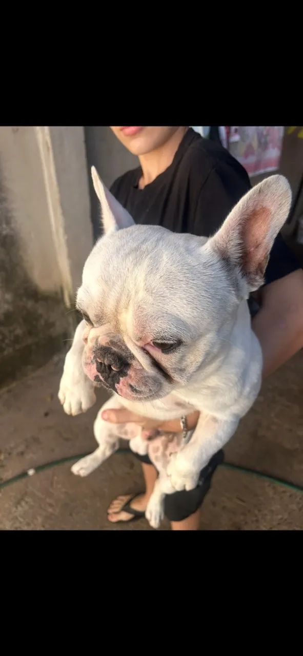 Buldogue francês 