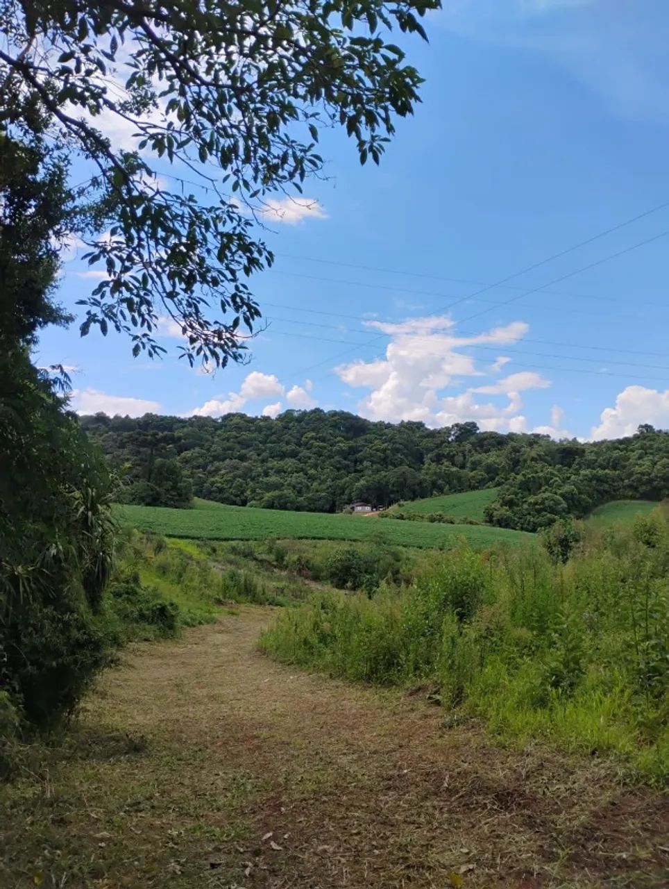 Foto - Almirante Tamandaré - Área Rural de Almirante Tamandaré