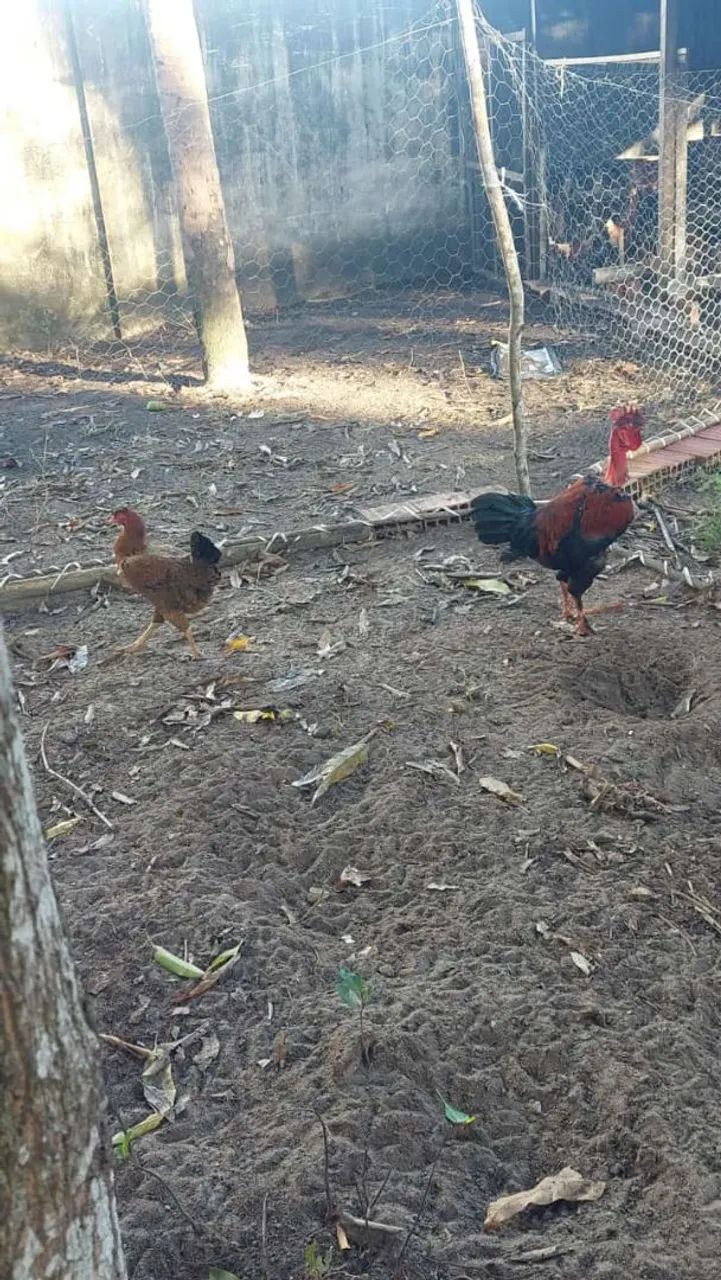 Galo e  galinha 