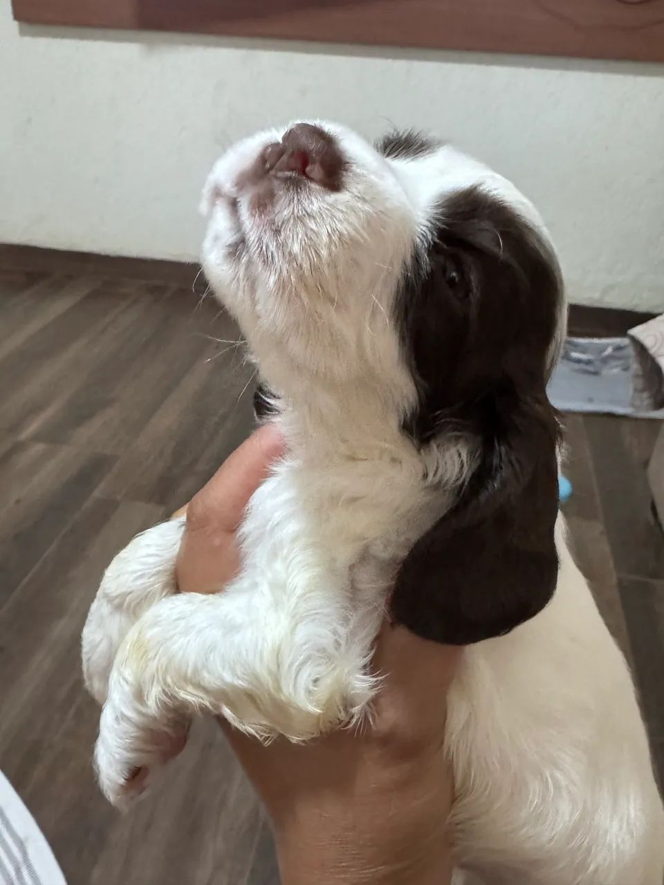 Vendo cocker spaniel  - Foto 5