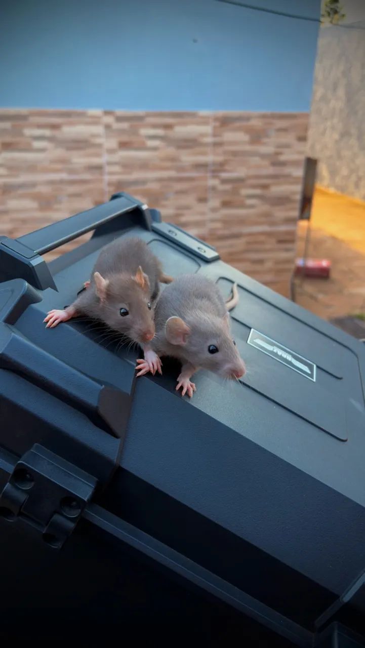 Rato Twister  - Foto 2