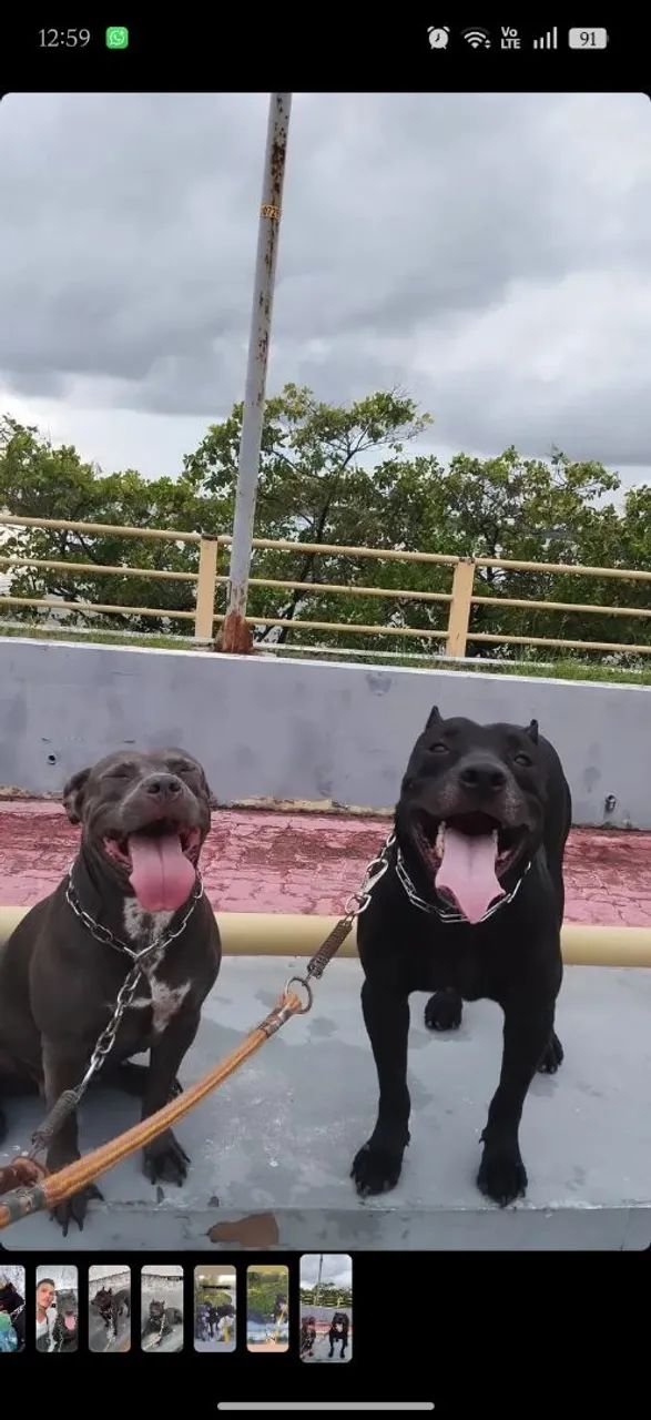 Vendo Filhotes de Pitbull // Pit Monsters  - Foto 5