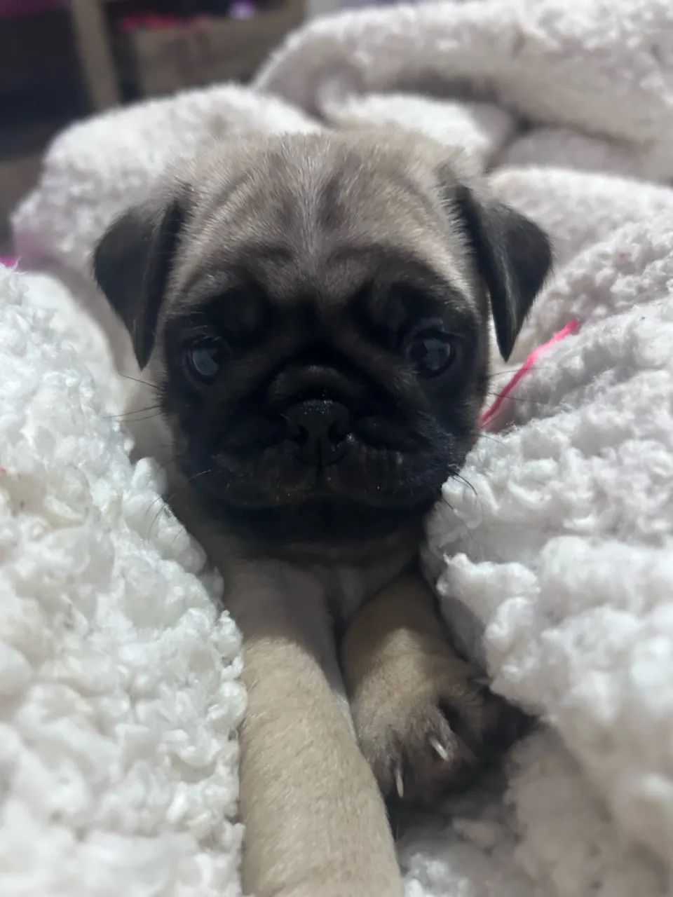 Vendo Pug fêmea 2,200  - Foto 2