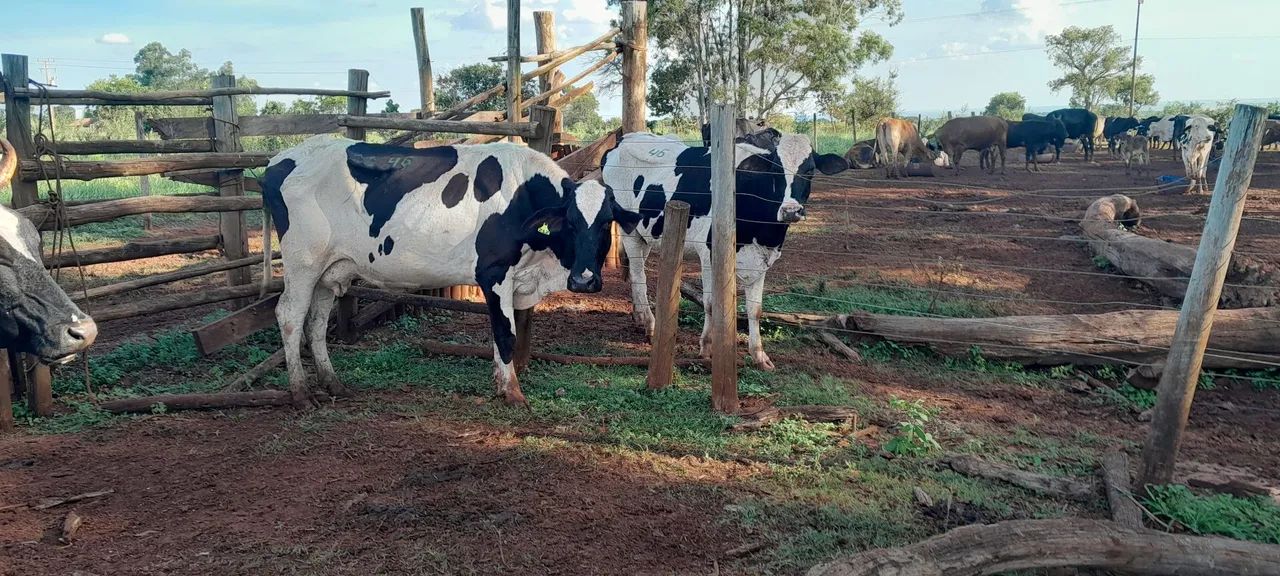 Novilhas e vacas leiteiras  - Foto 5