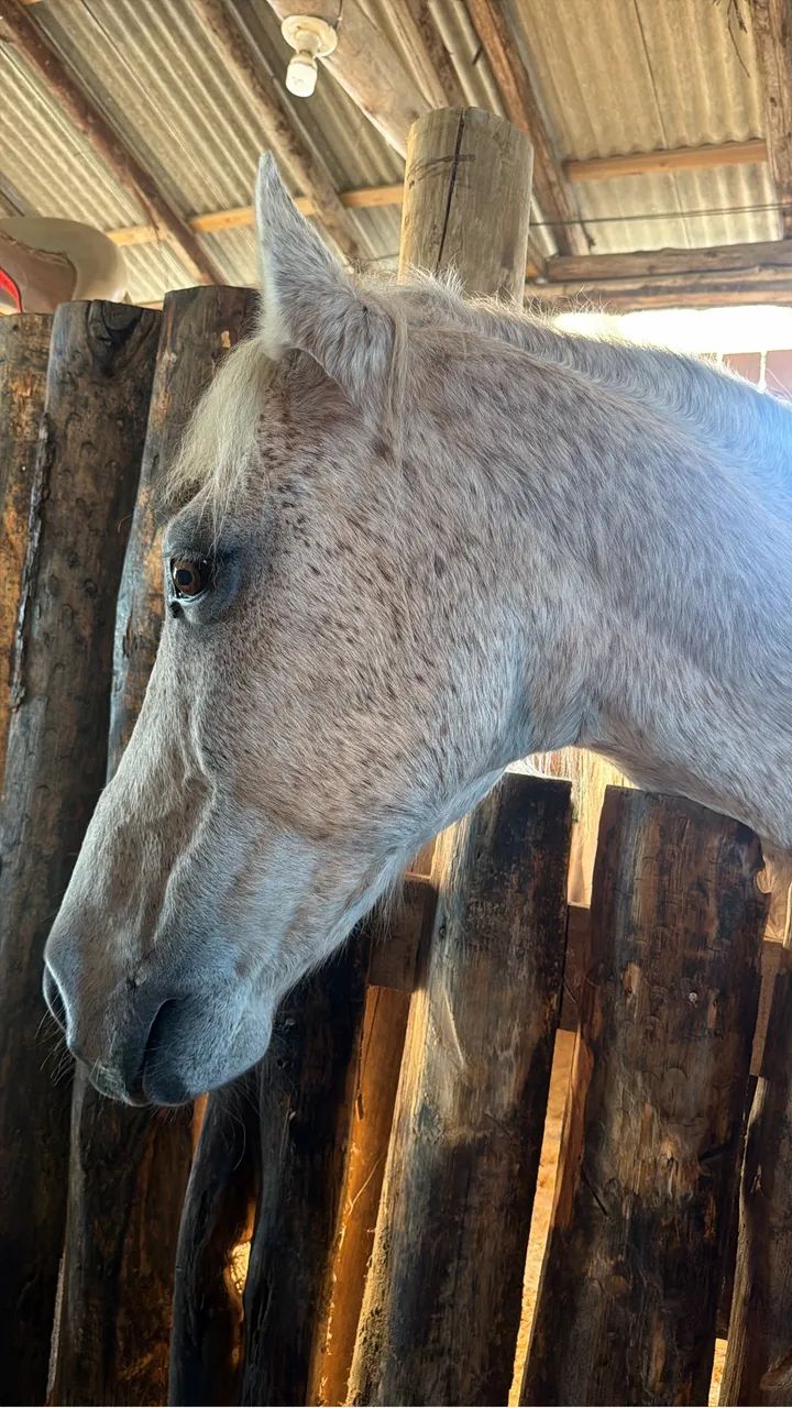 Cavalo disponível  - Foto 3