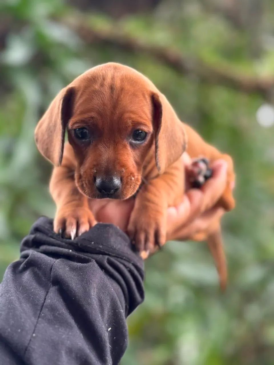 Dachshund SALSICHA macho (venda) - Foto 4