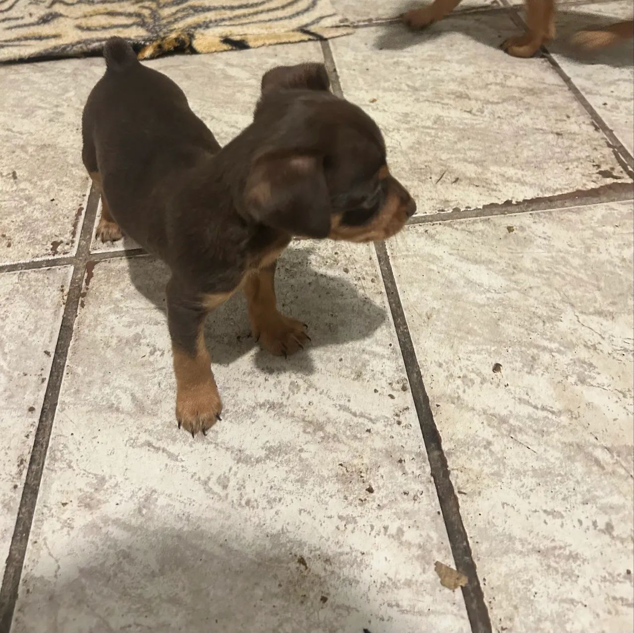 Pinscher  - Foto 2