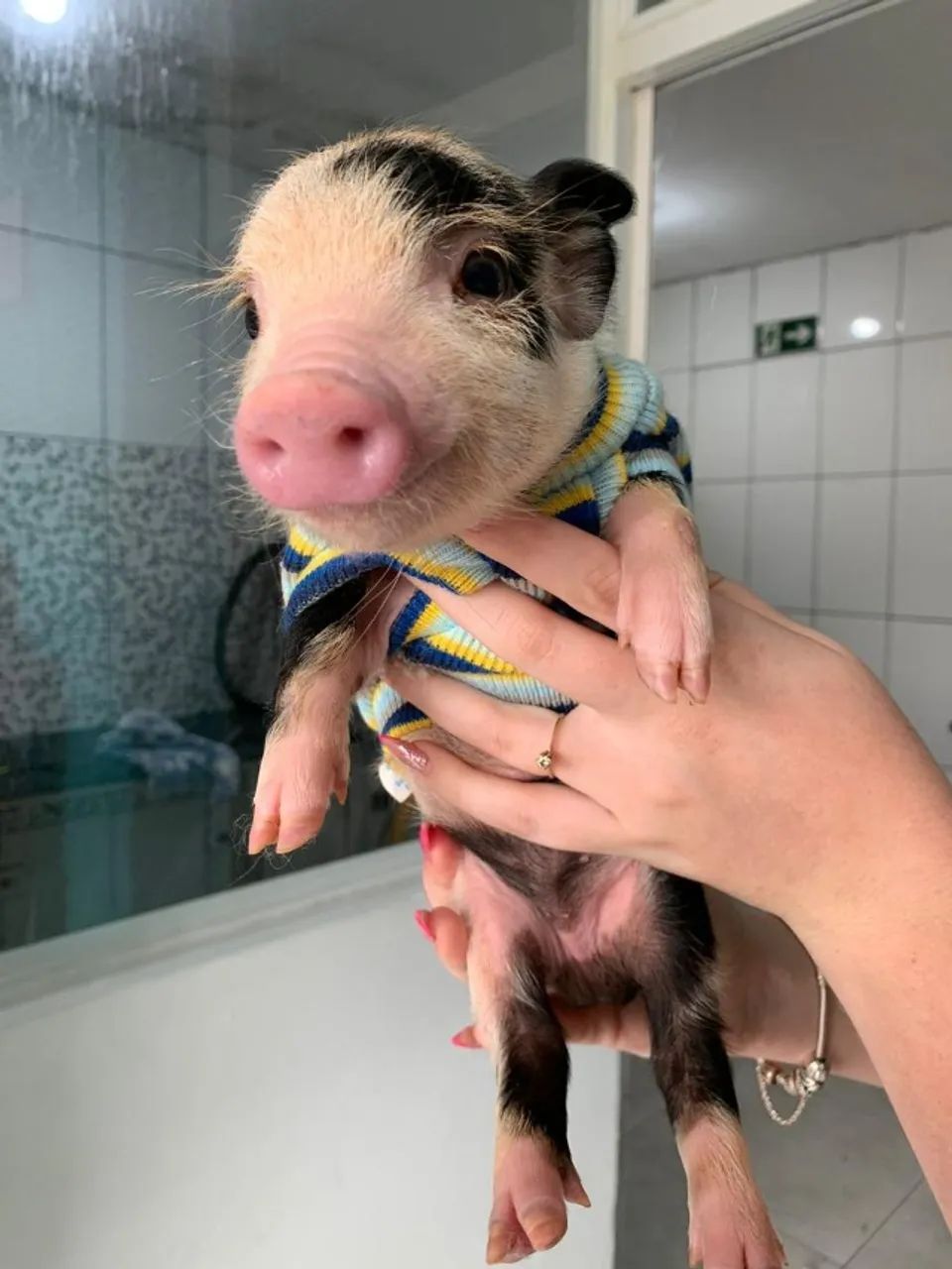 Mini Pig filhote porco
