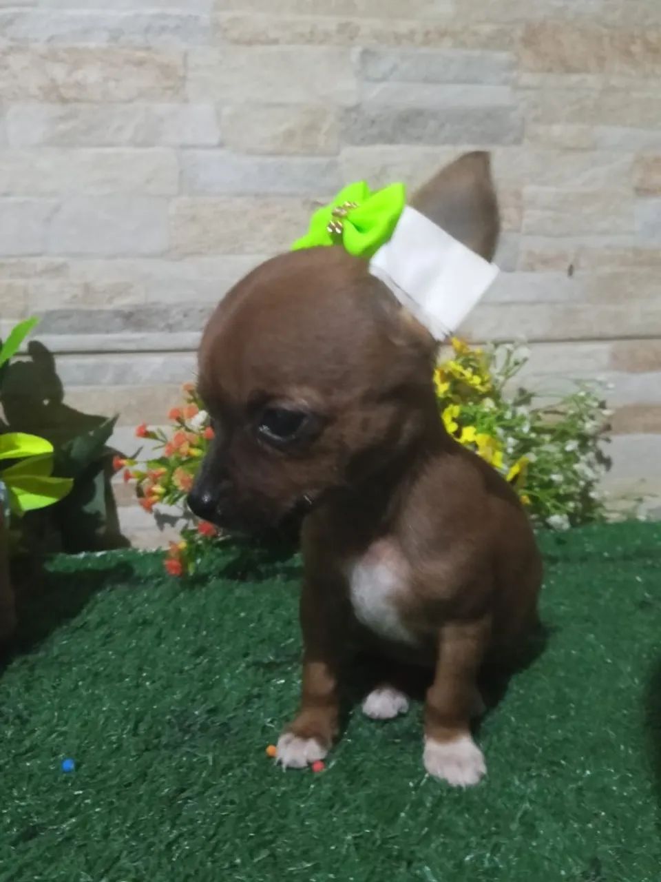 Pinscher mini - Foto 2