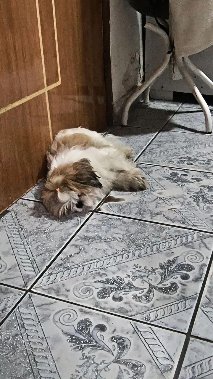 A procura de uma namorada  - Foto 4