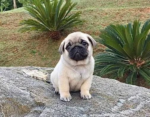 Filhote Pug Macho Criado com Amor