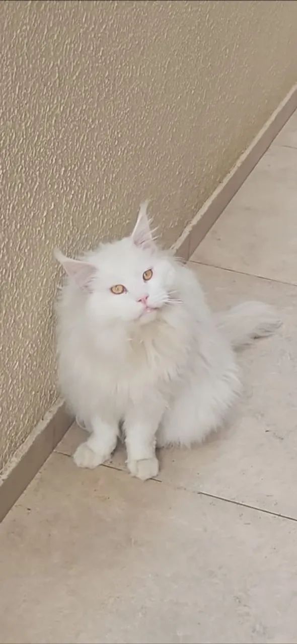 VENDA MAINE COON ADULTO 