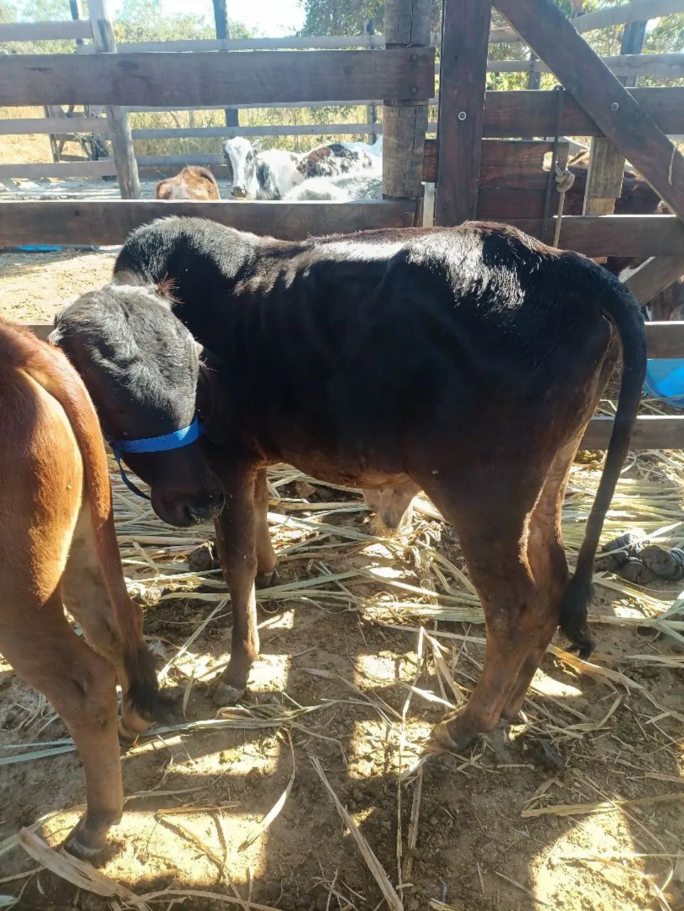  Vendo Bezerros e bezerras  - Foto 4