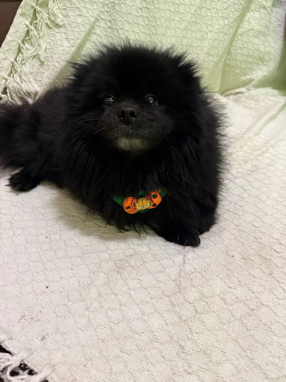 Spitz alemão - Foto 2