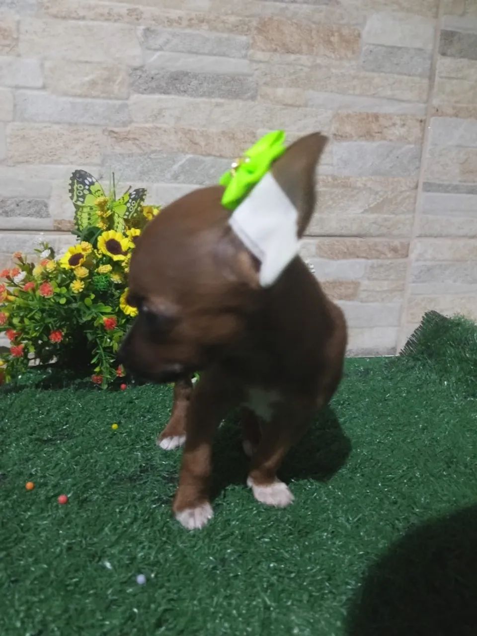 Pinscher mini - Foto 3