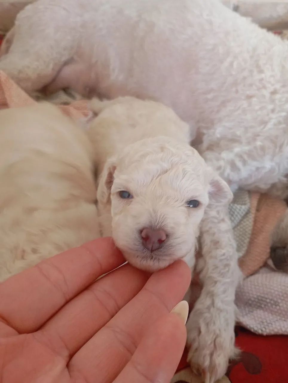 Cachorro poodle raça pura  - Foto 2