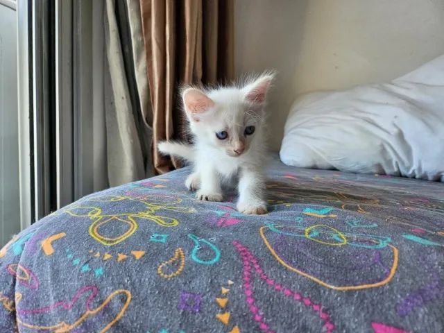 Doa-se Gatinhos - Foto 3