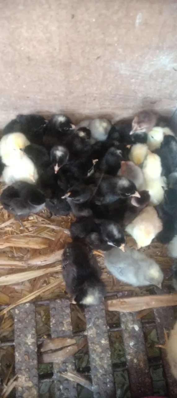 Pintinhis de galinha Caipira.  - Foto 2
