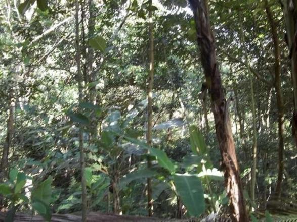 Na estrada das pedreiras,alugo chácara com 14.000 m² de área de verde. - Foto 2