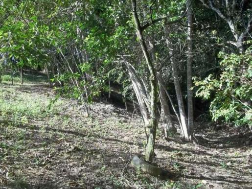Na estrada das pedreiras,alugo chácara com 14.000 m² de área de verde. - Foto 3