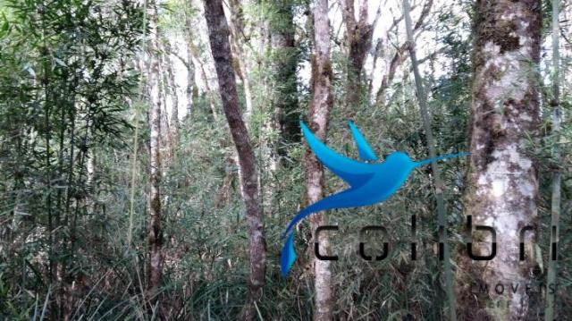 Linda área para lazer ou preservação em agudos do sul - pr - Foto 12
