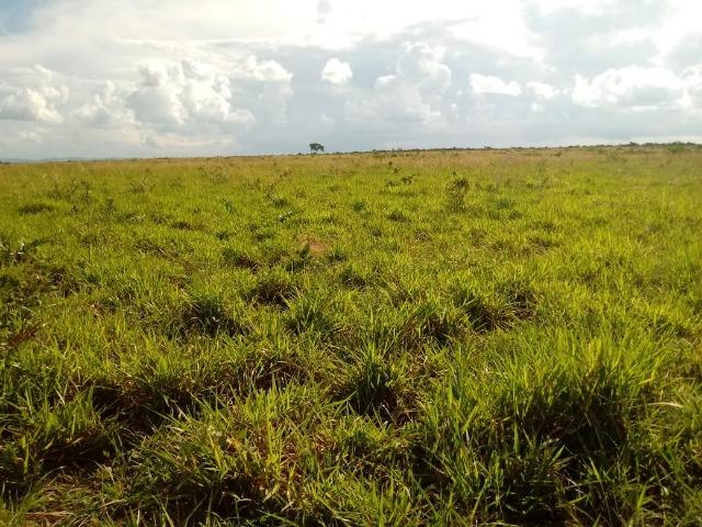 Fazenda com 784 hectares em Rosário Oeste MT - Foto 2