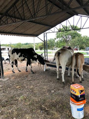 Chacara a venda a 20km de Cuiaba - Foto 11