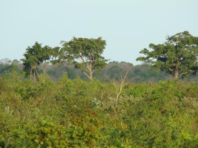 Fazenda com 1.006 hectares, com sede, aberta, para soja e milho - Foto 6