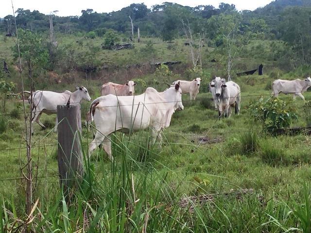 Fazenda 2.904 ha Nova Monte Verde MT - Foto 9
