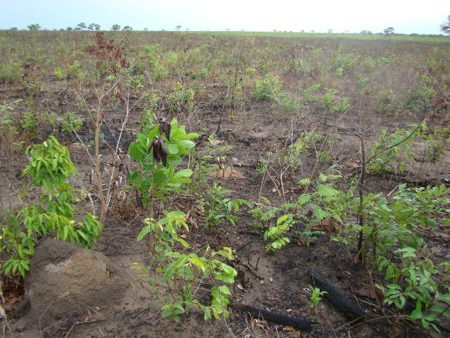 Fazenda com 1.006 hectares, com sede, aberta, para soja e milho - Foto 9