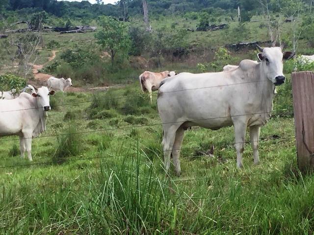 Fazenda 2.904 ha Nova Monte Verde MT - Foto 11