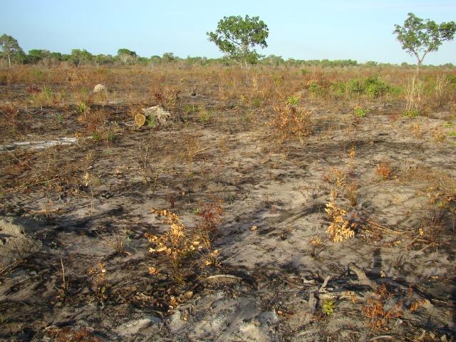 Fazenda com 1.006 hectares, com sede, aberta, para soja e milho - Foto 5