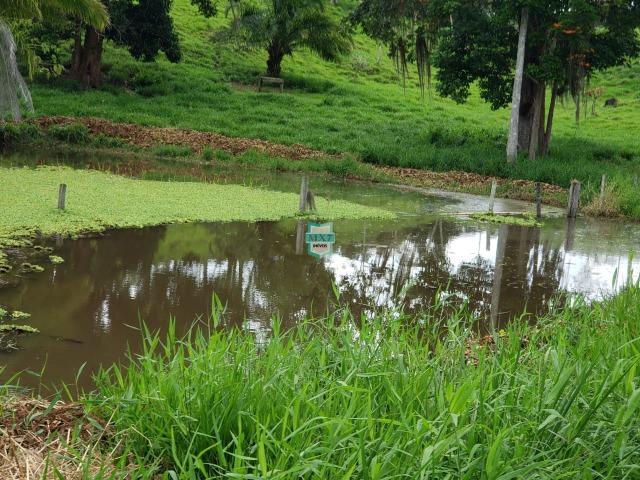 Fazenda espetacular de 284 Hectares. Predominância na PECUÁRIA de corte - Foto 11