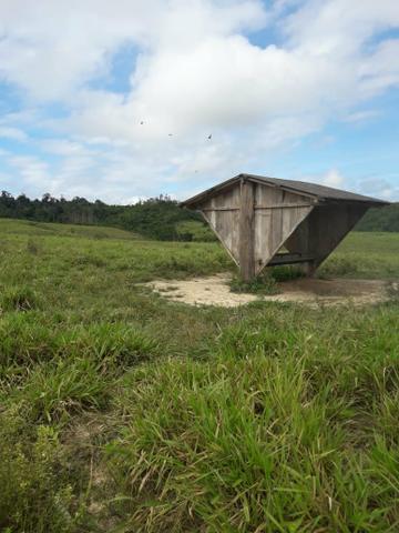 Ulianópolis-Pa, 200 Alqueires