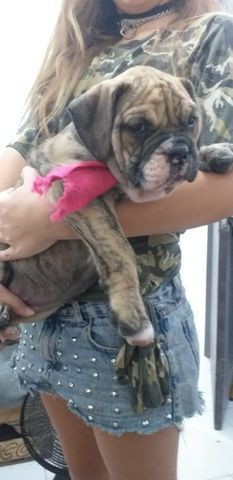 Filhota Buldogue Campeiro