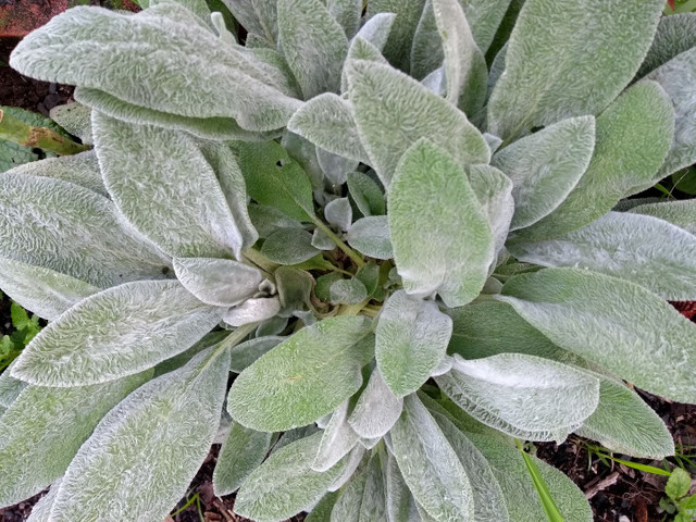 MUDAS DE PANCS PEIXINHO DA HORTA - Foto 3