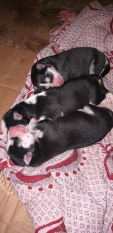 Filhotes disponíveis husky - Foto 4