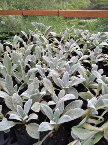 MUDAS DE PANCS PEIXINHO DA HORTA - Foto 5