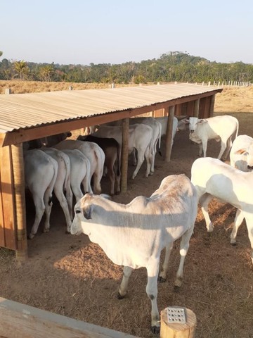 Fazenda em Juara - MT. 2.090 hectares - Foto 4