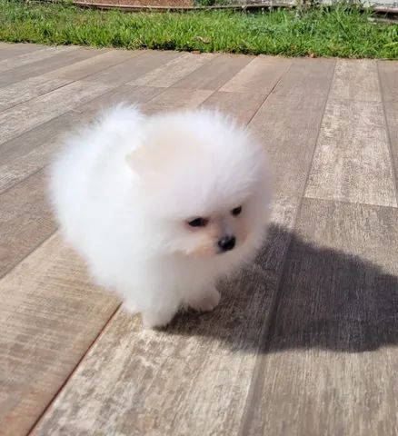 spitz alemão pedigree CBKC 12x sem juros - Foto 6