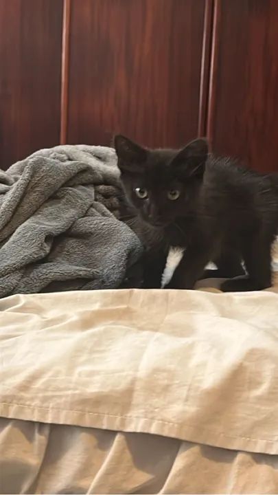 Doa-se gatinha femea 1/2 meses de idade