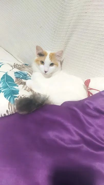 Gatos para Adoção  - Foto 2