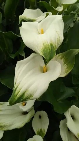 MUDAS DE CALLAS VERDE 