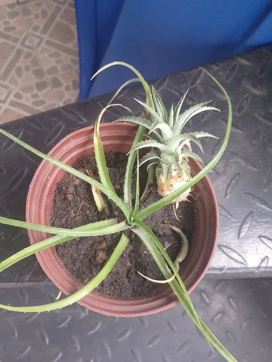 Abacaxi em vaso - Foto 2