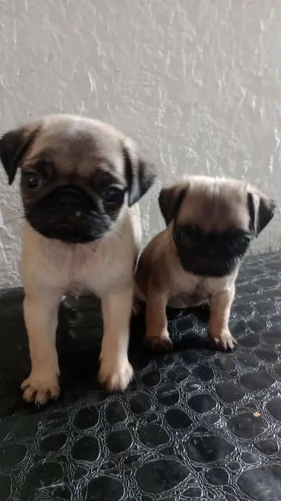 Pug filhote disponível femea1.000 - Foto 2